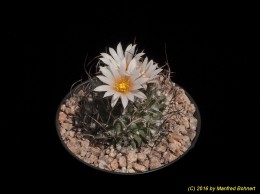 Turbinicarpus schmiedickeanus ssp. gracilis 1640 